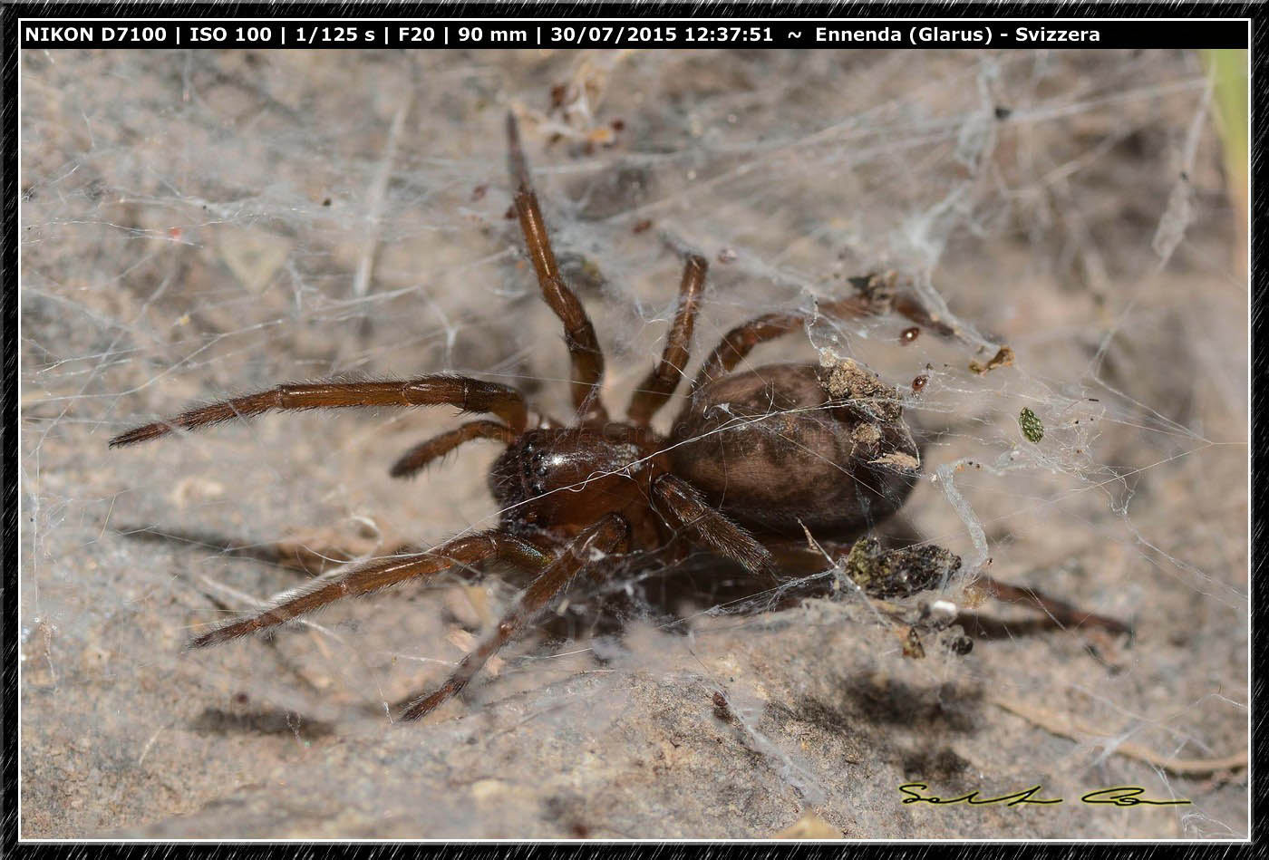Amaurobius sp. - Enneda (Svizzera)